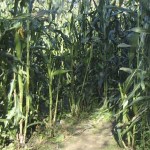 A corn maze in Charlestown RI