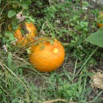 pumpkins Halloween Horribles Parade In North Kingstown RI