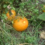 Halloween Horribles Parade In North Kingstown RI