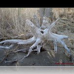 Driftwood in RI Narragansett RI Driftwood