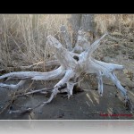 Narragansett RI Driftwood