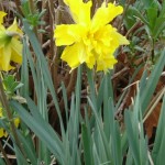 Wickford Daffodil Days Daffodils