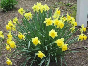 Daffodil Days in Wickford Village
