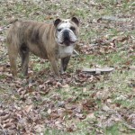 English bulldog - Winston- Skateboard Addict