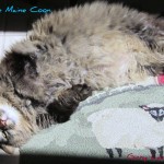 Creature Comforts