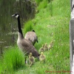 Duckling Troop