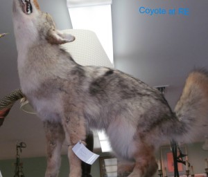 Howling for sales like a coyote