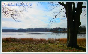 Wickford RI Bissel Cove real estate