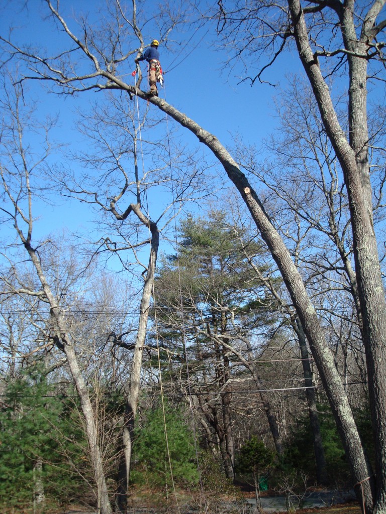 RI Tree Service- Silver Leaf Forestry