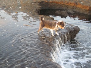 Water Puddle to Play in North Kingstown RI Way RI Water is precious in RI real estate